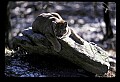10100-00026-Cougar, Mountain Lion, Felis concolor.jpg