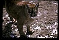 10100-00027-Cougar, Mountain Lion, Felis concolor.jpg