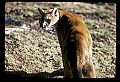 10100-00028-Cougar, Mountain Lion, Felis concolor.jpg