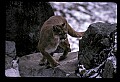 10100-00029-Cougar, Mountain Lion, Felis concolor.jpg