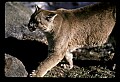 10100-00030-Cougar, Mountain Lion, Felis concolor.jpg