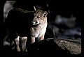 10100-00031-Cougar, Mountain Lion, Felis concolor.jpg