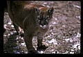 10100-00032-Cougar, Mountain Lion, Felis concolor.jpg