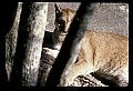 10100-00033-Cougar, Mountain Lion, Felis concolor.jpg