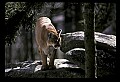 10100-00034-Cougar, Mountain Lion, Felis concolor.jpg