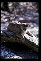 10100-00035-Cougar, Mountain Lion, Felis concolor.jpg