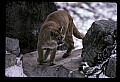 10100-00036-Cougar, Mountain Lion, Felis concolor.jpg
