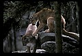 10100-00037-Cougar, Mountain Lion, Felis concolor.jpg