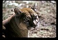 10100-00038-Cougar, Mountain Lion, Felis concolor.jpg