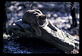 10100-00041-Cougar, Mountain Lion, Felis concolor.jpg
