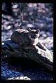 10100-00043-Cougar, Mountain Lion, Felis concolor.jpg