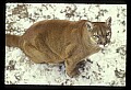 10100-00044-Cougar, Mountain Lion, Felis concolor.jpg
