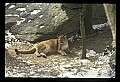 10100-00047-Cougar, Mountain Lion, Felis concolor.jpg