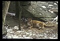 10100-00048-Cougar, Mountain Lion, Felis concolor.jpg