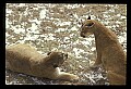 10100-00050-Cougar, Mountain Lion, Felis concolor.jpg