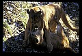 10100-00053-Cougar, Mountain Lion, Felis concolor.jpg