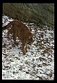 10100-00056-Cougar, Mountain Lion, Felis concolor.jpg