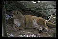 10100-00057-Cougar, Mountain Lion, Felis concolor.jpg