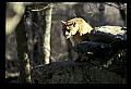 10100-00058-Cougar, Mountain Lion, Felis concolor.jpg