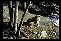 10100-00060-Cougar, Mountain Lion, Felis concolor.jpg