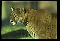 10100-00061-Cougar, Mountain Lion, Felis concolor.jpg