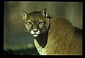 10100-00062-Cougar, Mountain Lion, Felis concolor.jpg
