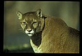 10100-00063-Cougar, Mountain Lion, Felis concolor.jpg