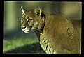 10100-00064-Cougar, Mountain Lion, Felis concolor.jpg