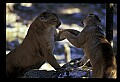 10100-00066-Cougar, Mountain Lion, Felis concolor.jpg