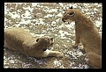 10100-00067-Cougar, Mountain Lion, Felis concolor.jpg