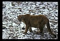 10100-00068-Cougar, Mountain Lion, Felis concolor.jpg