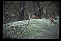 10100-00076-Cougar, Mountain Lion, Felis concolor.jpg