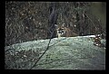 10100-00079-Cougar, Mountain Lion, Felis concolor.jpg
