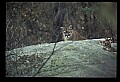 10100-00080-Cougar, Mountain Lion, Felis concolor.jpg