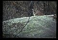 10100-00081-Cougar, Mountain Lion, Felis concolor.jpg