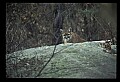 10100-00083-Cougar, Mountain Lion, Felis concolor.jpg