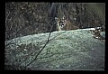 10100-00084-Cougar, Mountain Lion, Felis concolor.jpg