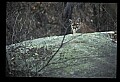 10100-00085-Cougar, Mountain Lion, Felis concolor.jpg