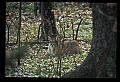 10100-00093-Cougar, Mountain Lion, Felis concolor.jpg