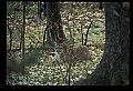10100-00094-Cougar, Mountain Lion, Felis concolor.jpg