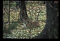 10100-00095-Cougar, Mountain Lion, Felis concolor.jpg
