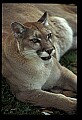 10100-00099-Cougar, Mountain Lion, Felis concolor.jpg