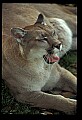 10100-00100-Cougar, Mountain Lion, Felis concolor.jpg