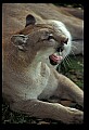 10100-00101-Cougar, Mountain Lion, Felis concolor.jpg