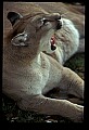 10100-00102-Cougar, Mountain Lion, Felis concolor.jpg