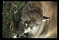 10100-00103-Cougar, Mountain Lion, Felis concolor.jpg