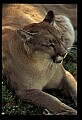 10100-00104-Cougar, Mountain Lion, Felis concolor.jpg