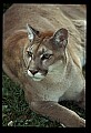 10100-00105-Cougar, Mountain Lion, Felis concolor.jpg