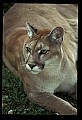 10100-00106-Cougar, Mountain Lion, Felis concolor.jpg