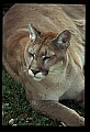 10100-00107-Cougar, Mountain Lion, Felis concolor.jpg